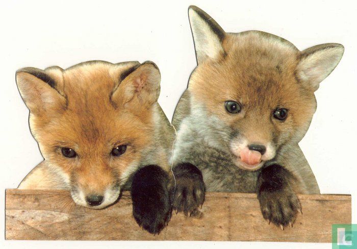 Fox cub's