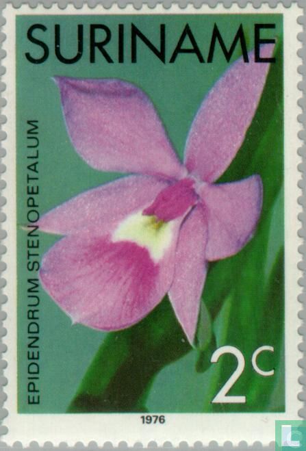 Orchideeën