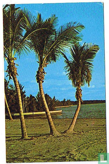 Palm-bordered beaches