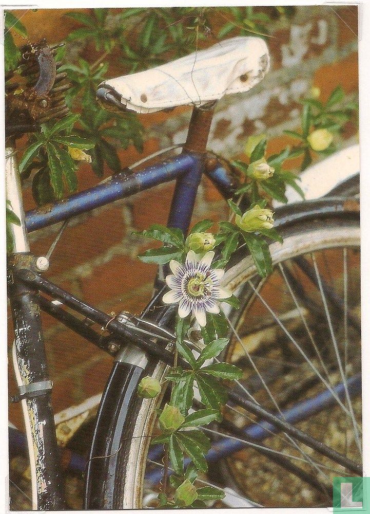 Bicycle in Bloom