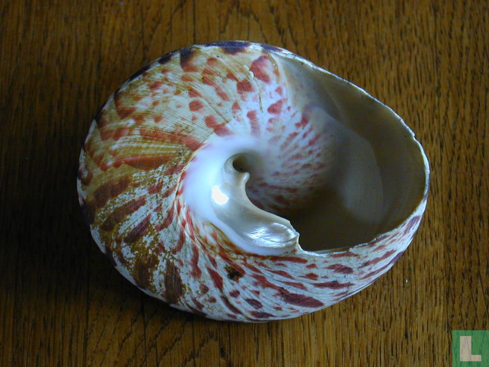 Tectus niloticus