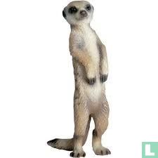 Suricate debout