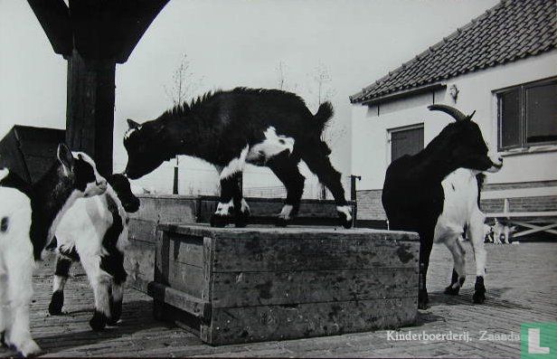 Kinderboerderij, Zaandam
