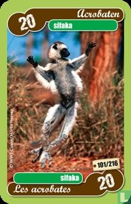 sifaka