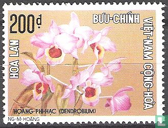 Orchidee