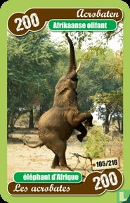 afrikaanse olifant