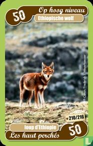 ethiopische wolf