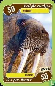 walrus