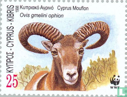 Zypriotischer Mufflon