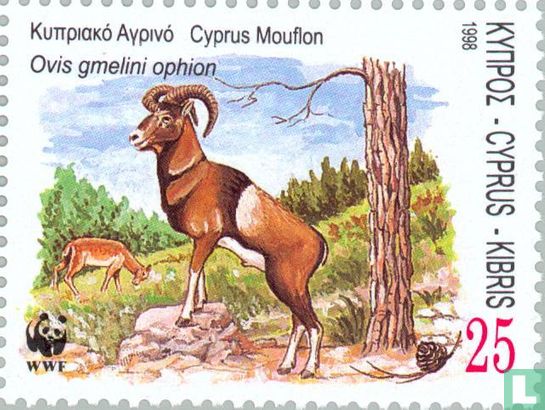 Zypriotischer Mufflon