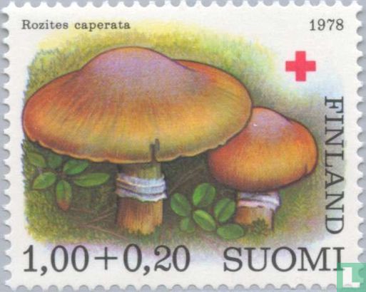 Red Cross Mushrooms