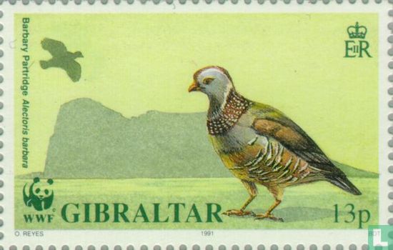 Vögel von Gibraltar