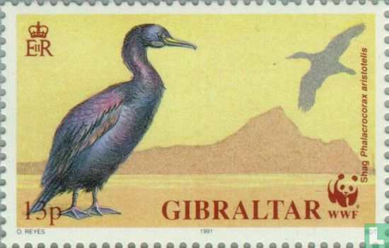 Vögel von Gibraltar