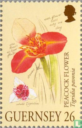 Botanischer Skizzenbuch