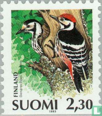 Birds-Woodpecker