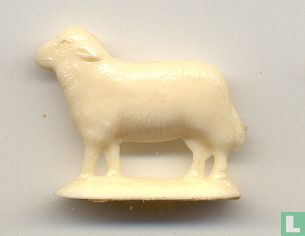 Schaf - Bild 1