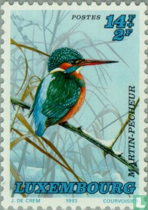 Common Kingfisher