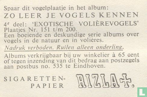 Stanley-Rosella - Afbeelding 2