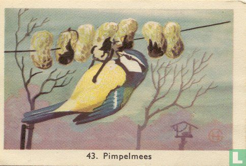 Pimpelmees - Afbeelding 1