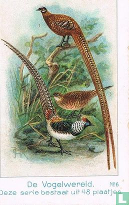 Koningsfazant / Chinese fazant - Afbeelding 1