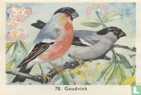 Goudvink - Image 1