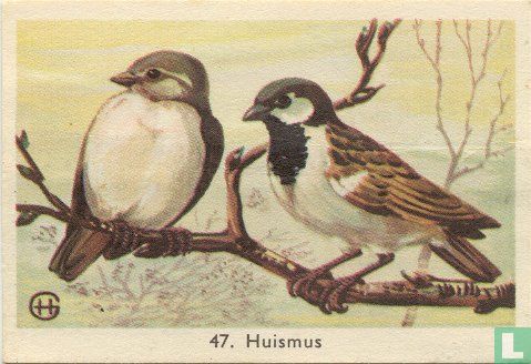Huismus - Image 1