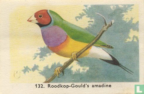 Roodkop - Gould's amadine - Afbeelding 1