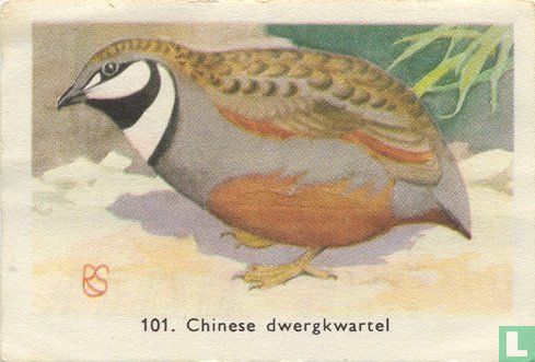 Chinese dwergkwartel - Image 1
