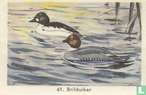 Brilduiker - Image 1