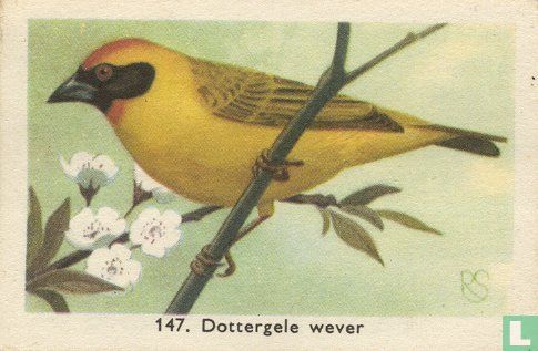 Dottergele wever - Image 1