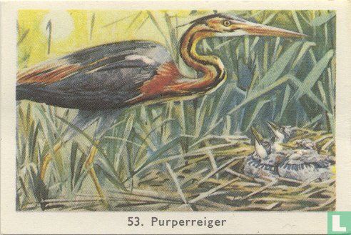 Purperreiger - Image 1