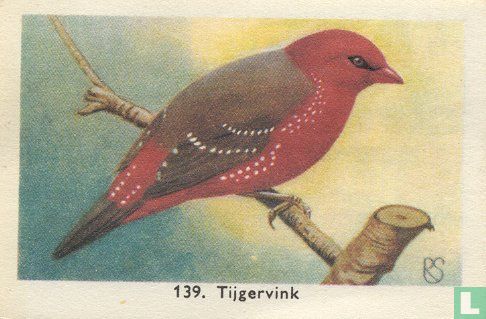 Tijgervink - Afbeelding 1