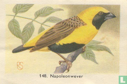 Napoleonwever - Image 1