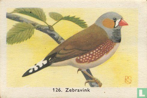 Zebravink - Afbeelding 1