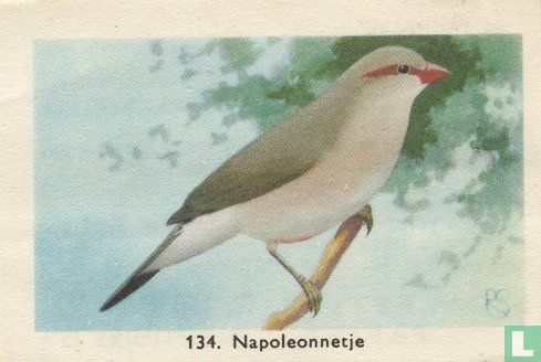 Napoleonnetje - Afbeelding 1