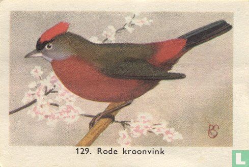 Rode kroonvink - Image 1