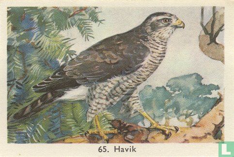 Havik - Image 1