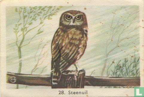 Steenuil - Afbeelding 1