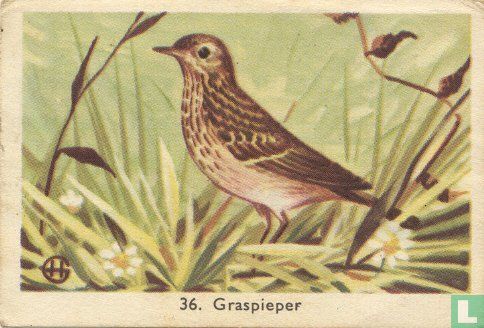 Graspieper - Image 1