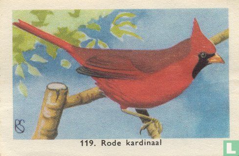 Rode kardinaal - Afbeelding 1