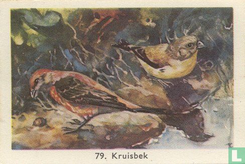 Kruisbek - Image 1