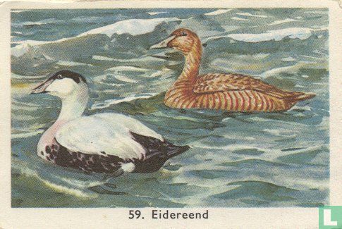 Eidereend - Image 1