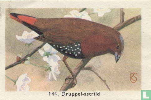 Druppel-astrild - Image 1