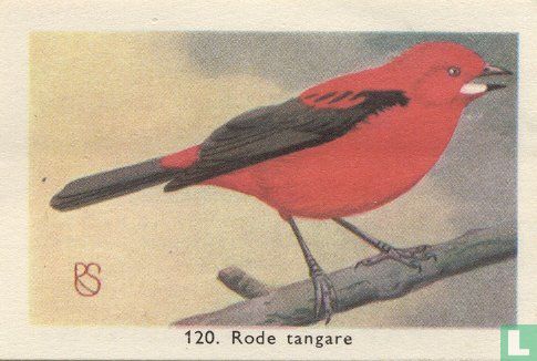 Rode tangare - Afbeelding 1