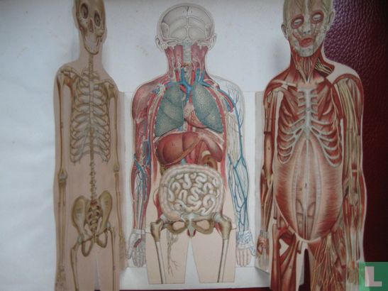 De bouw en de inwendige organen van het kinderlijk lichaam - Image 3