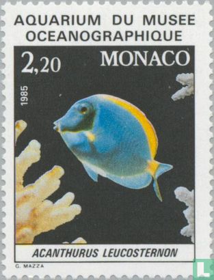 Fish from aquarium museum