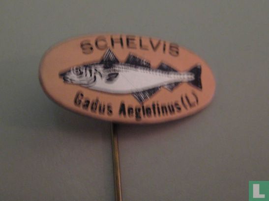 Schelvis Gadus Aeglefinus (L)