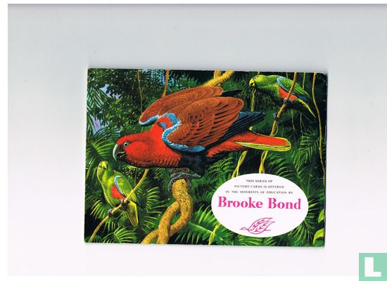Tropical Birds - Afbeelding 2