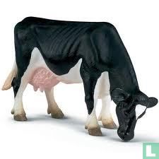 Holstein Koe grazend