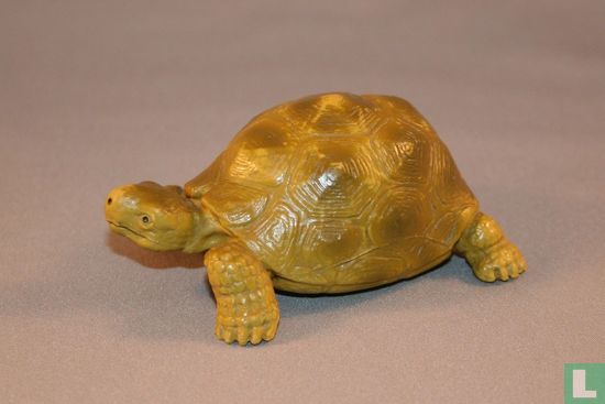 Reuzenschildpad